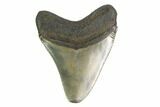 2.88" Juvenile Megalodon Tooth - South Carolina - #130769-2